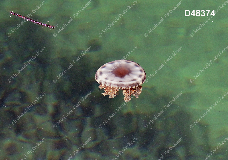 Cassiopea xamachana